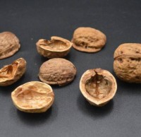 核桃殼屬于什么垃圾分類，應該扔什么垃圾桶